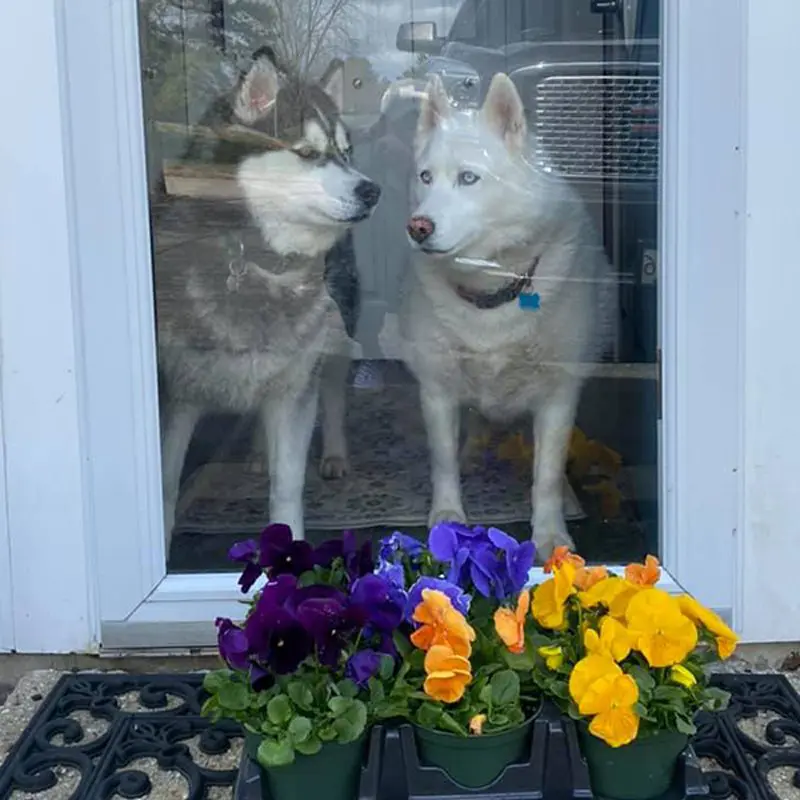 Huskies at front door