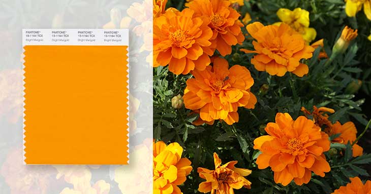 marigold swatch and flowers