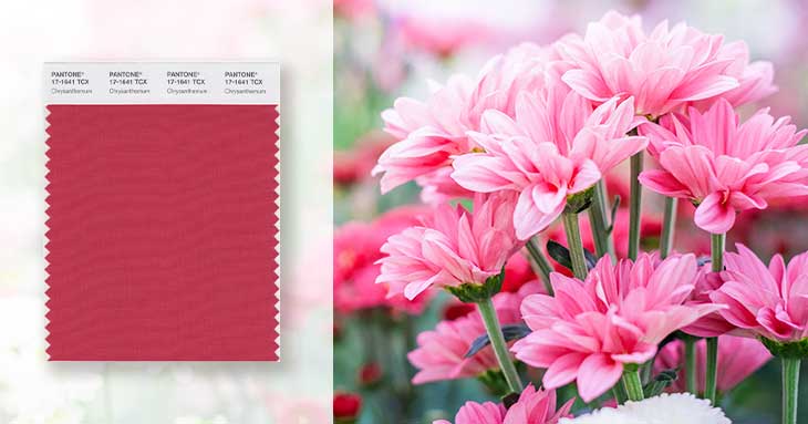 pink swatch and pink mum