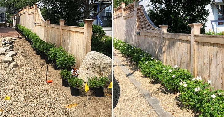plants along driveway fence before and after planted