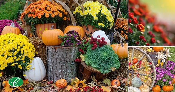 fall flowers and pumpkins