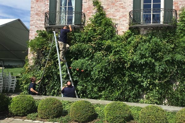 600x400-plantcare-services3