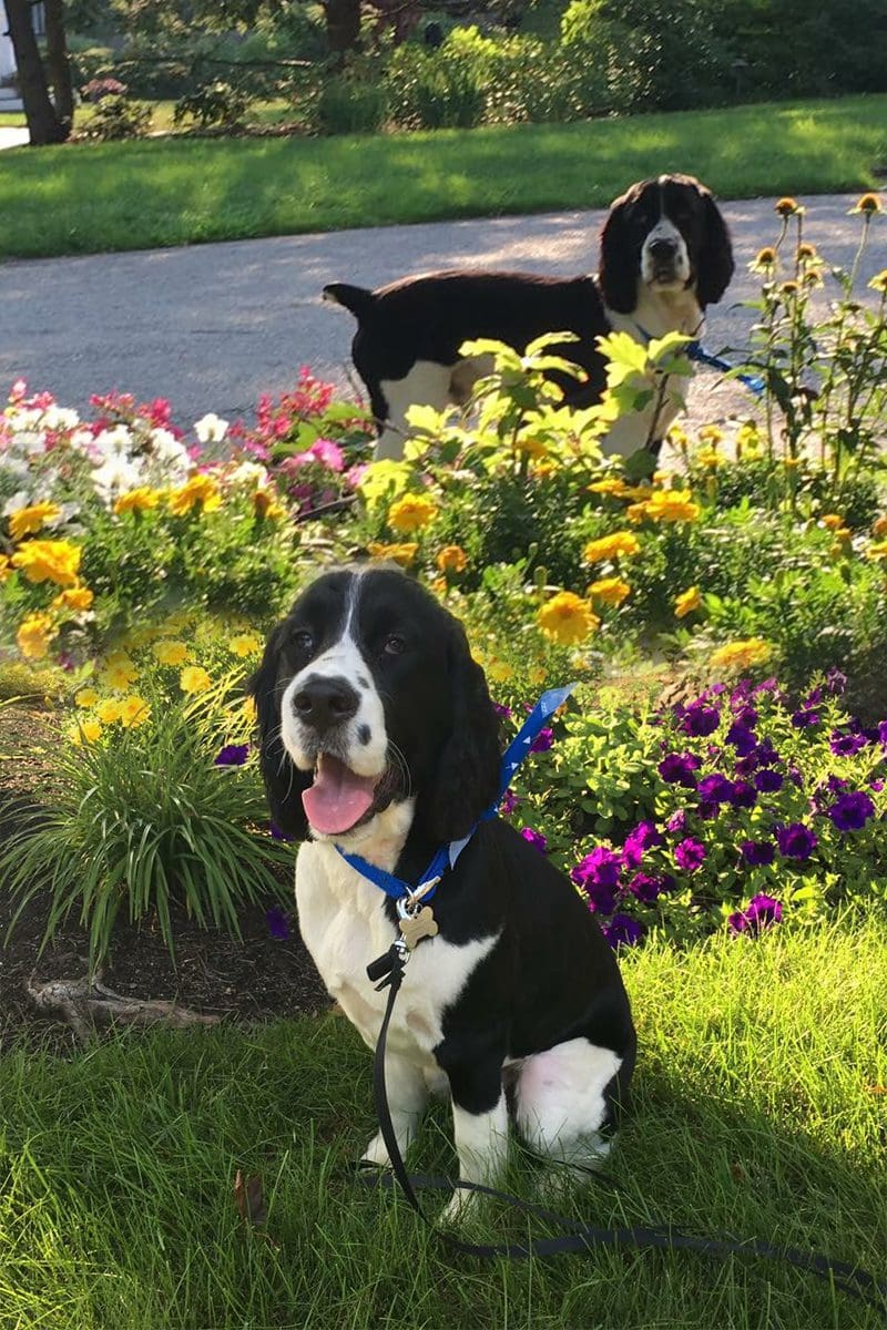 800Wx1200-dogs 800Wx1200-dogs
