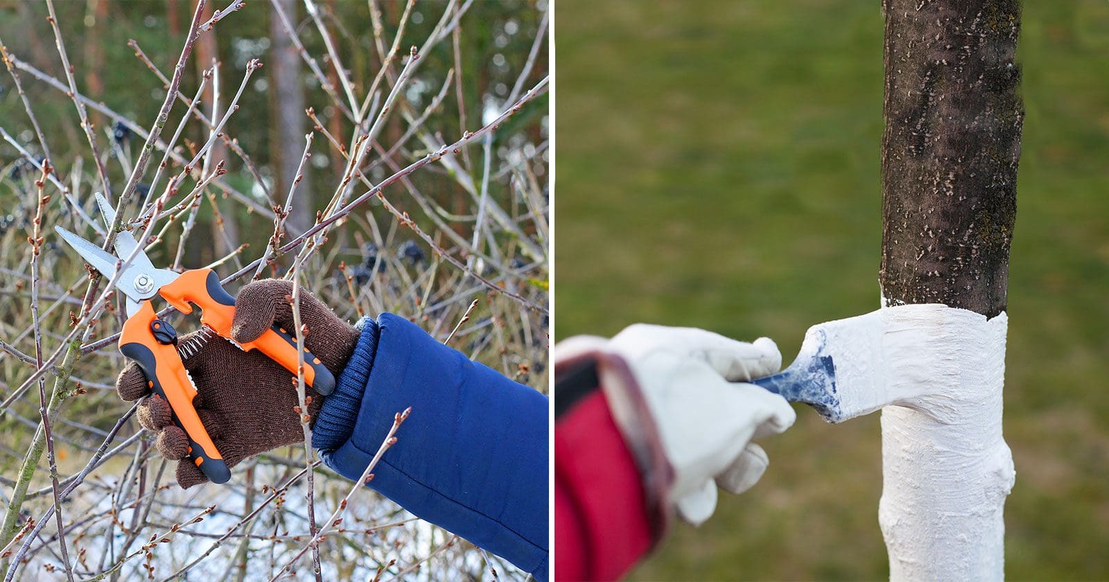 Winter Pruning and Fruit Tree Protection