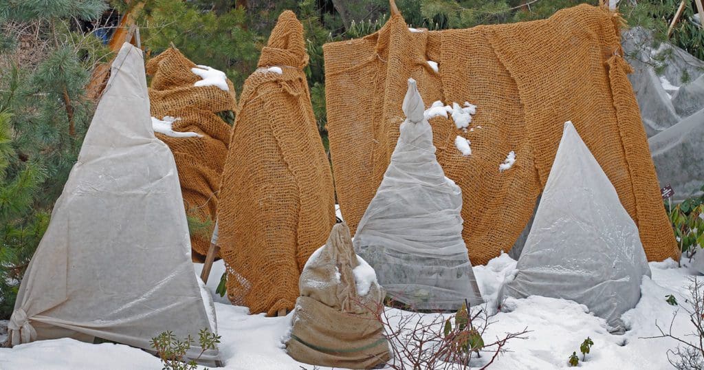 Burlap wrap on trees and shrubs