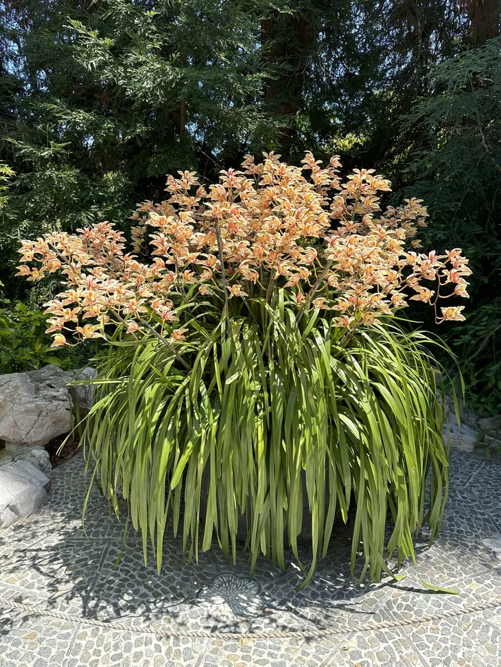 Orchid Whisperer Tatjana Lees Unbreakable Spirit - jzq9n3i